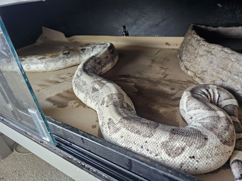 Redtail Boa Constrictor - Ghost 100% het Kahl Albino Female, ready to breed