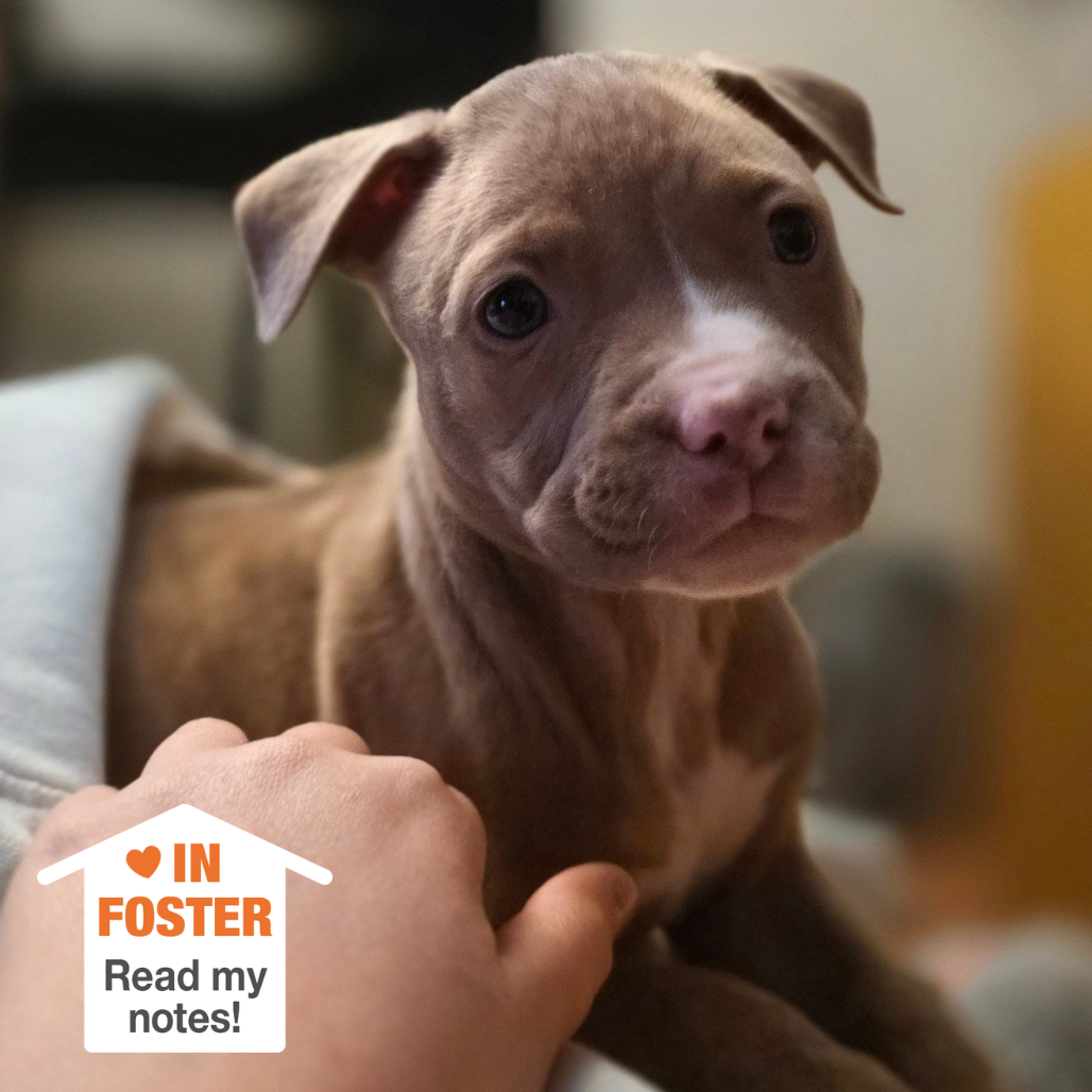 Hello my name is Snowberry