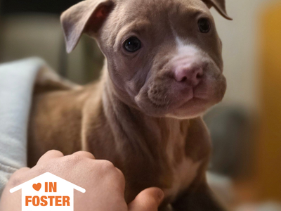 Hello my name is Snowberry