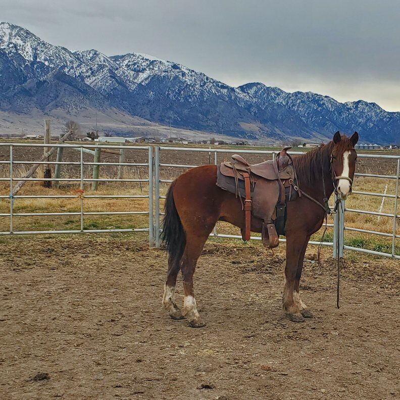 2.5 yr old Gelding