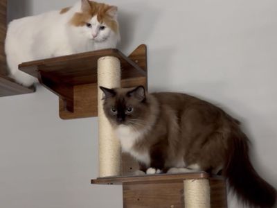 2 TICA Ragdolls looking for a home together!