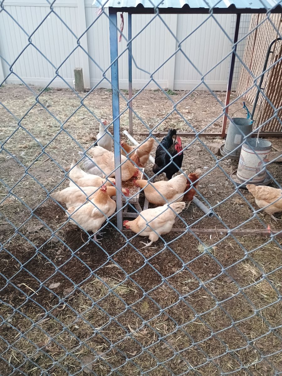 1 year old laying hens