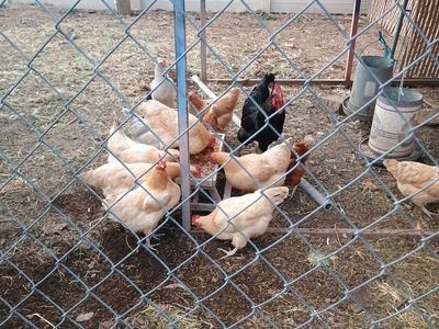 1 year old laying hens