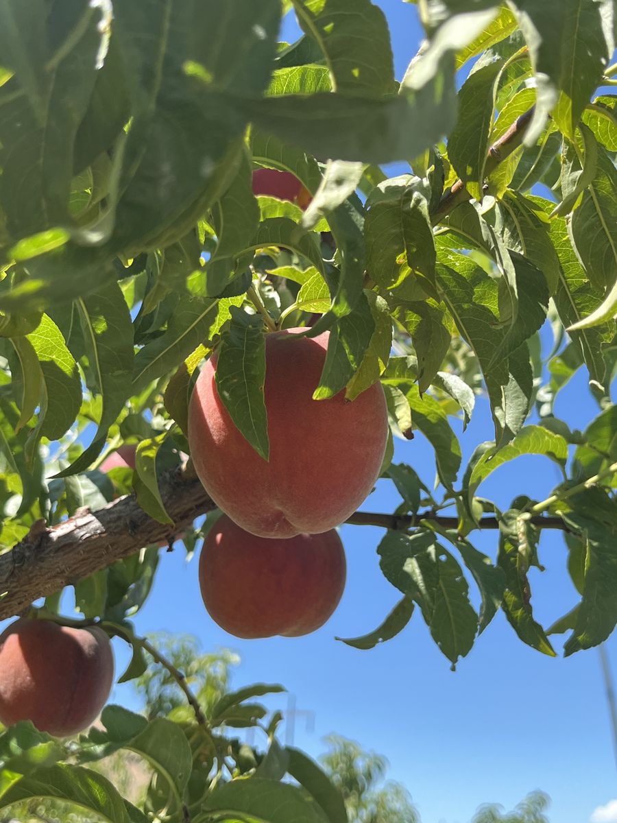 Pick your own Peaches