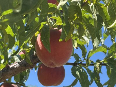 Pick your own Peaches