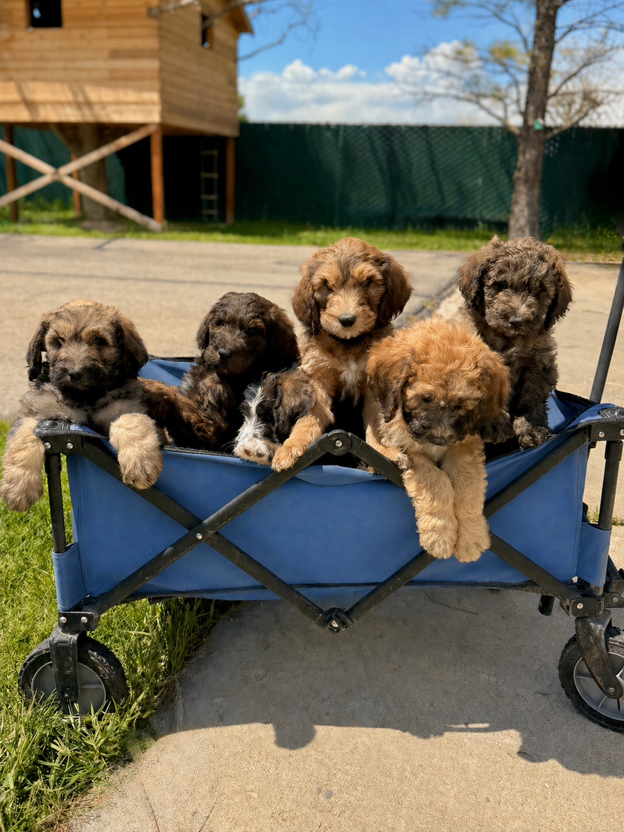 F1B Bernedoodle Puppies – Ready for Their Families 🤍