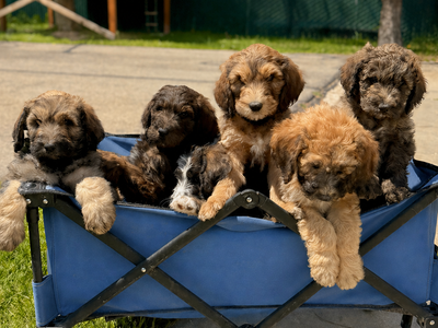 F1B Bernedoodle Puppies – Ready for Their Families 🤍