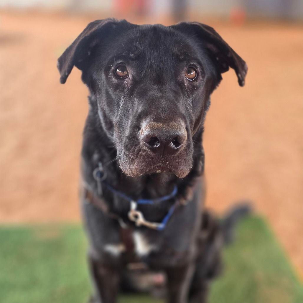 Hello my name is King