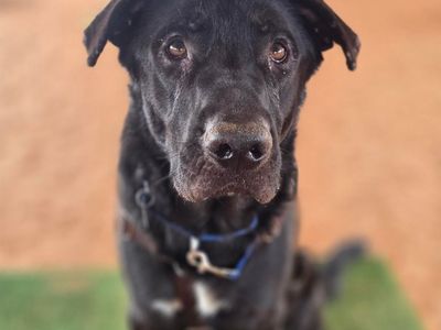 Hello my name is King