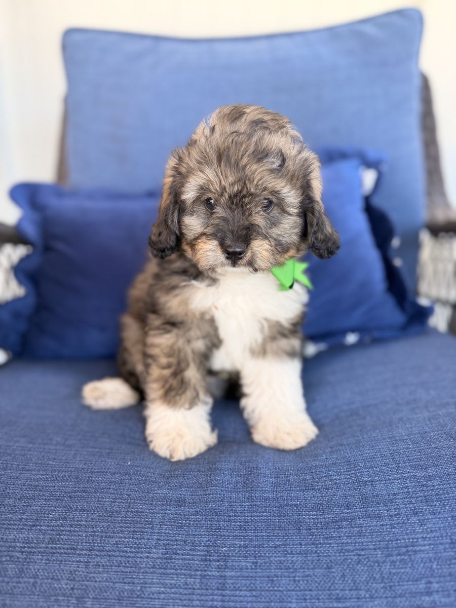 Mini Cavapoo Bernedoodle Puppies – Ready Now