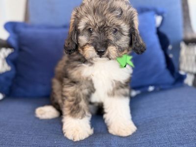 Mini Cavapoo Bernedoodle Puppies – Ready Now