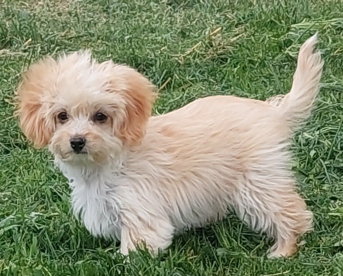 Maltese/ Shih-tzu/ Poodle Boy