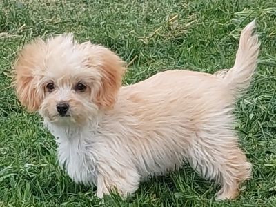 Maltese/ Shih-tzu/ Poodle Boy