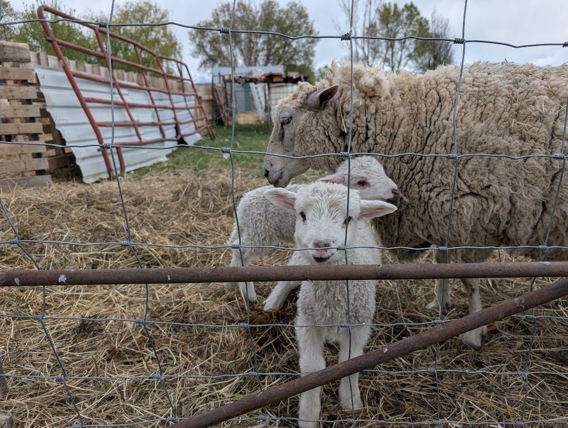 3 Polypay Ram Bottle Lambs
