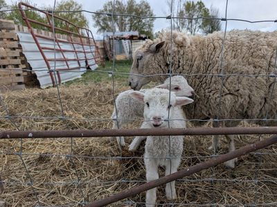 3 Polypay Ram Bottle Lambs