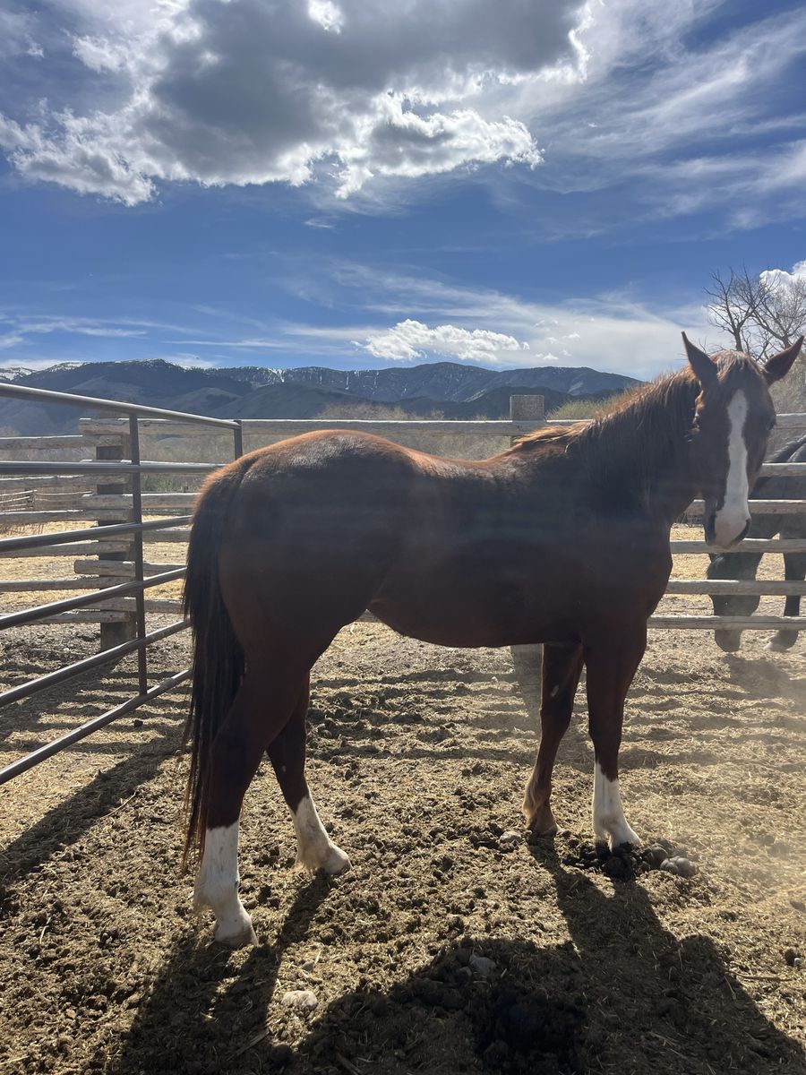 3 Y/o AQHA Mare