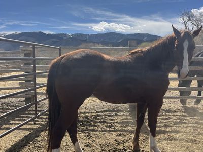 3 Y/o AQHA Mare