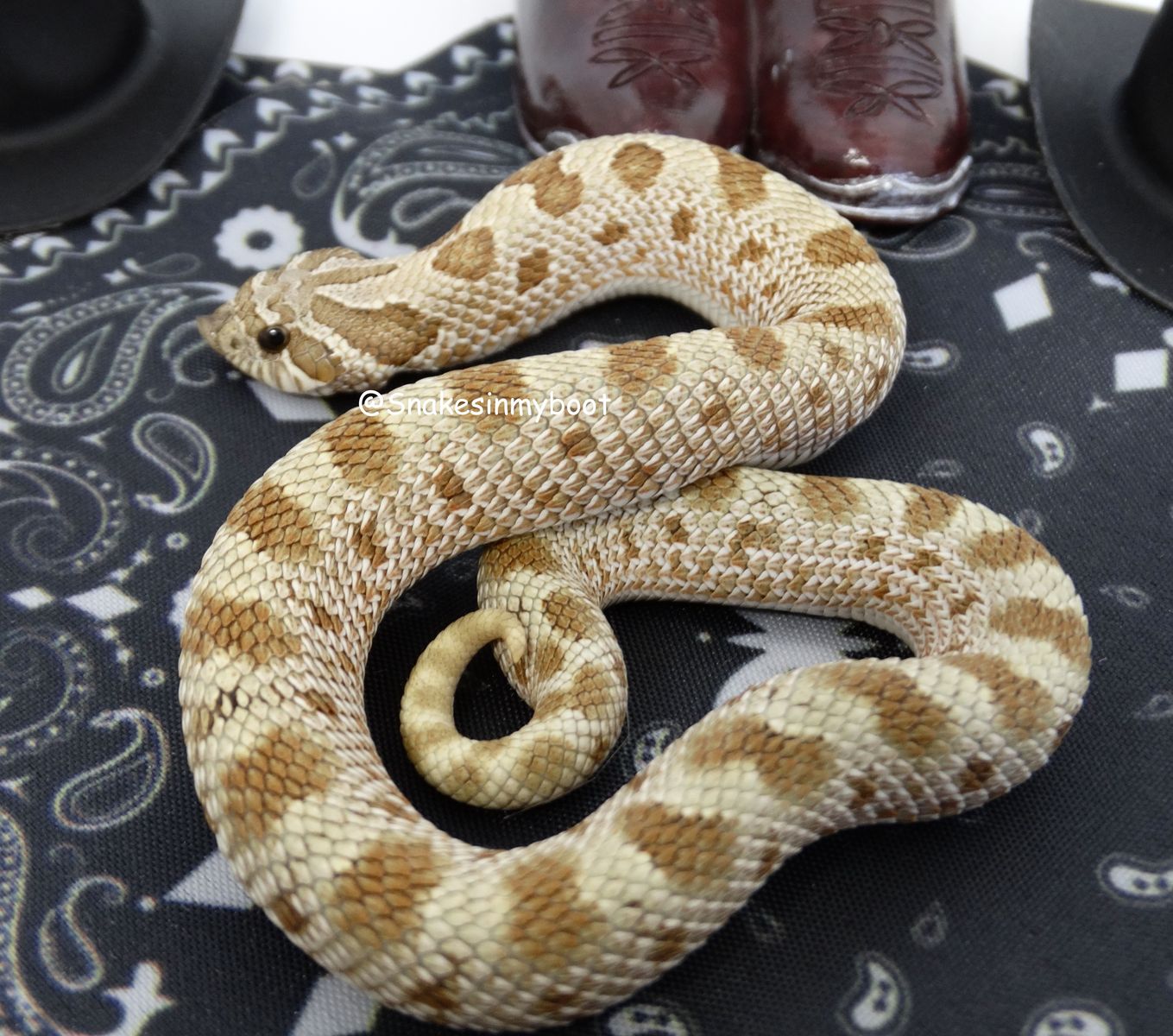 Hognose Female Arctic Anaconda het Stormclouds