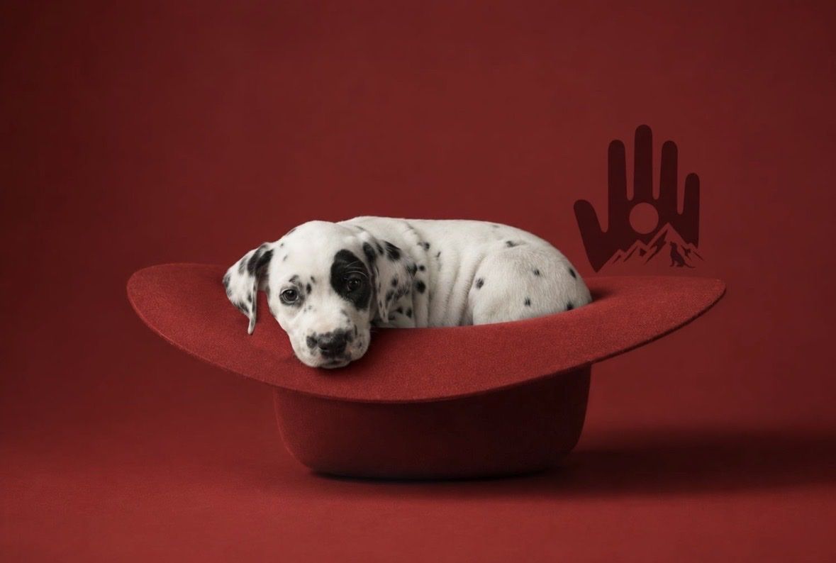 Dalmatian Puppy