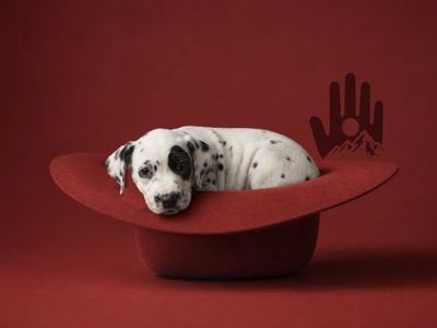 Dalmatian Puppy