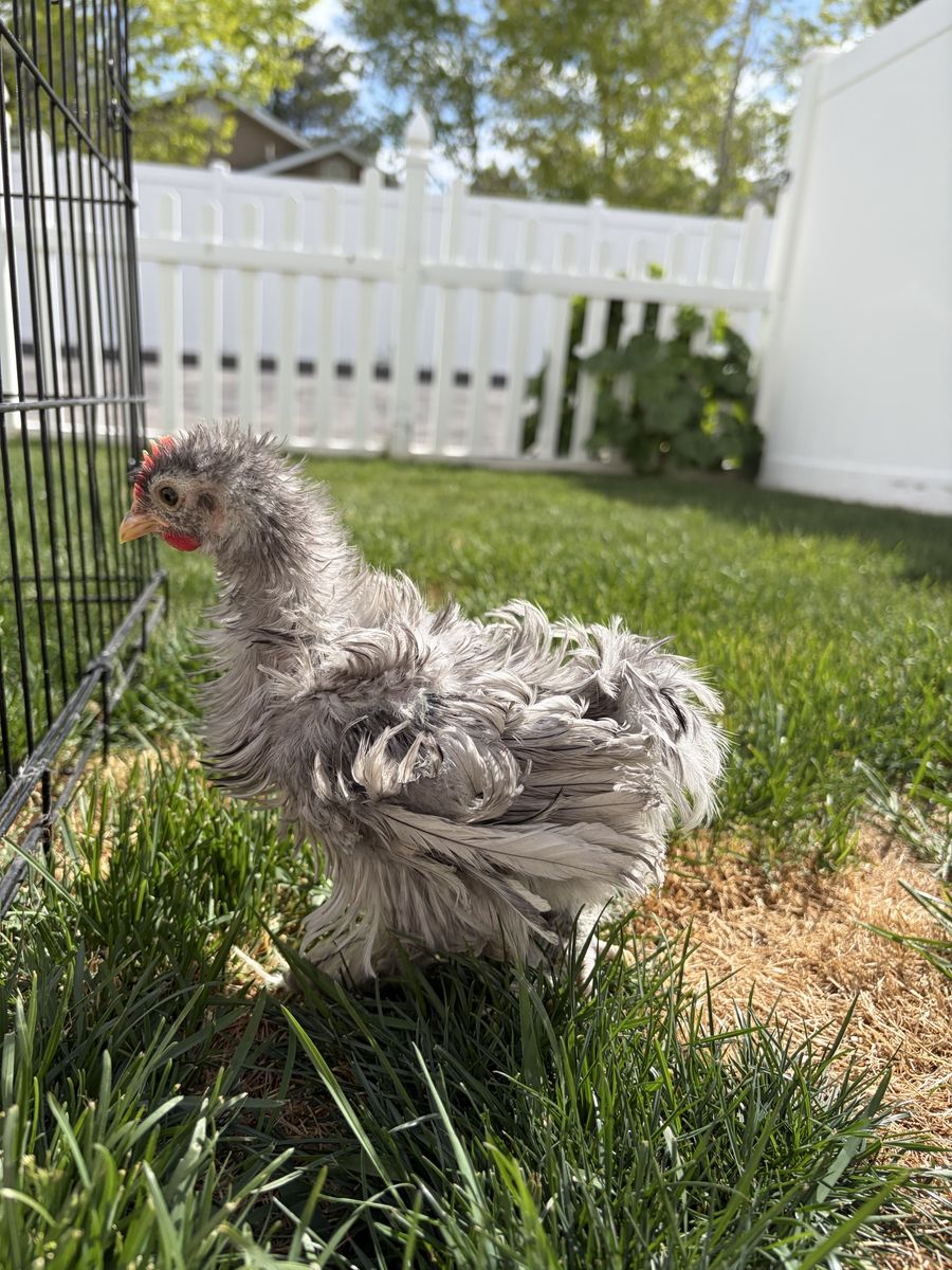 Bantam Cochin Frizzle COCKEREL