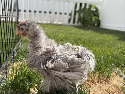 Bantam Cochin Frizzle COCKEREL