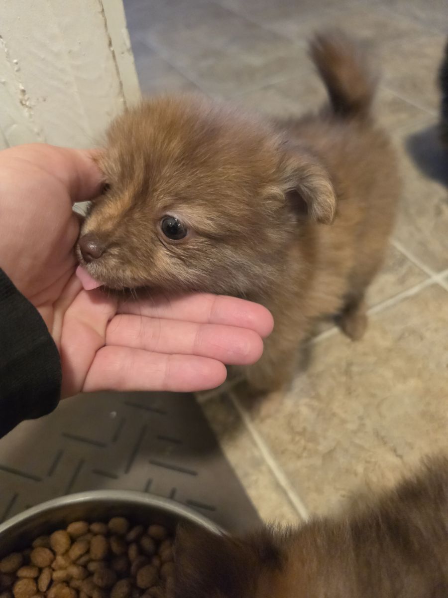 Pomeranian