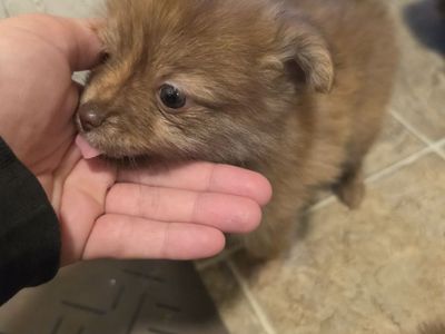 Pomeranian