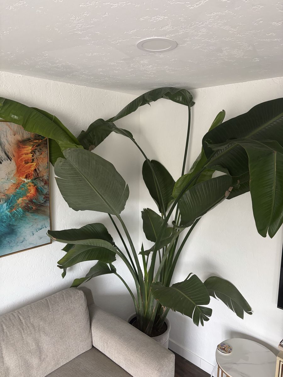 Bird of Paradise Plant 