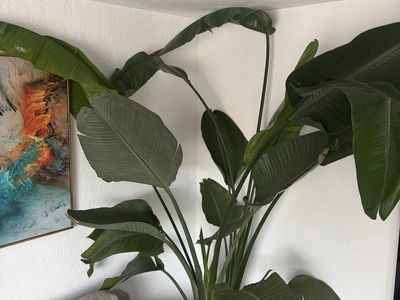 Bird of Paradise Plant