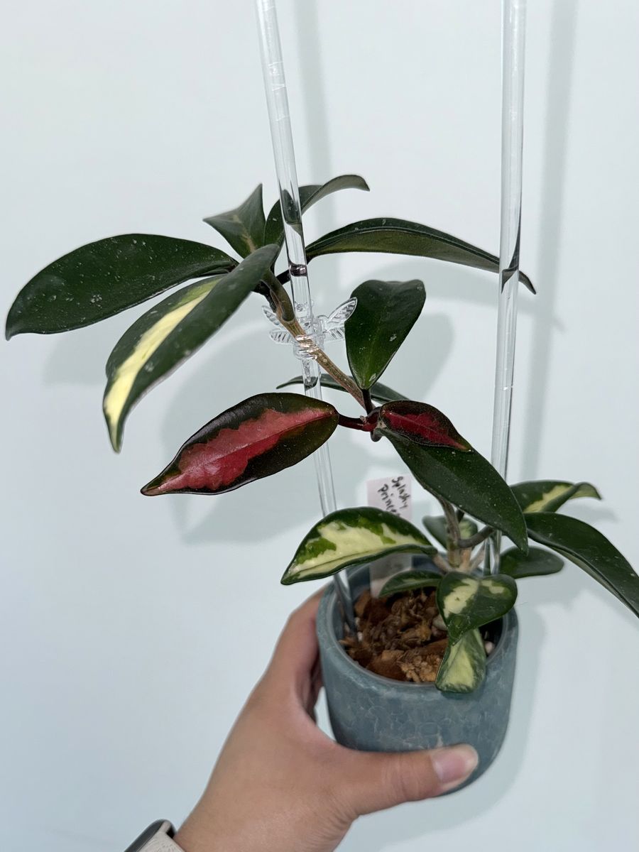 Hoya carnosa (inner variegated) - Plant