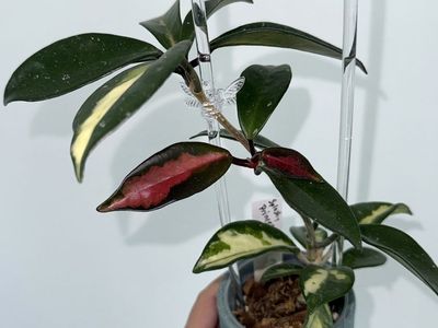 Hoya carnosa (inner variegated) - Plant