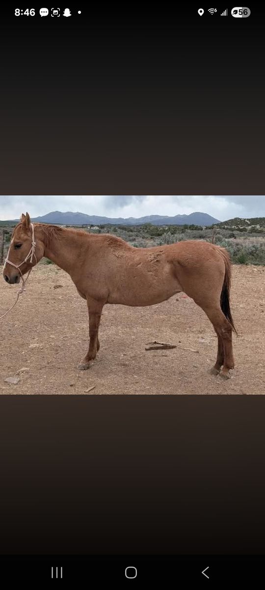 Last call, Shipping to mexico