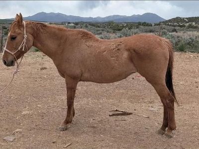 Last call, Shipping to mexico