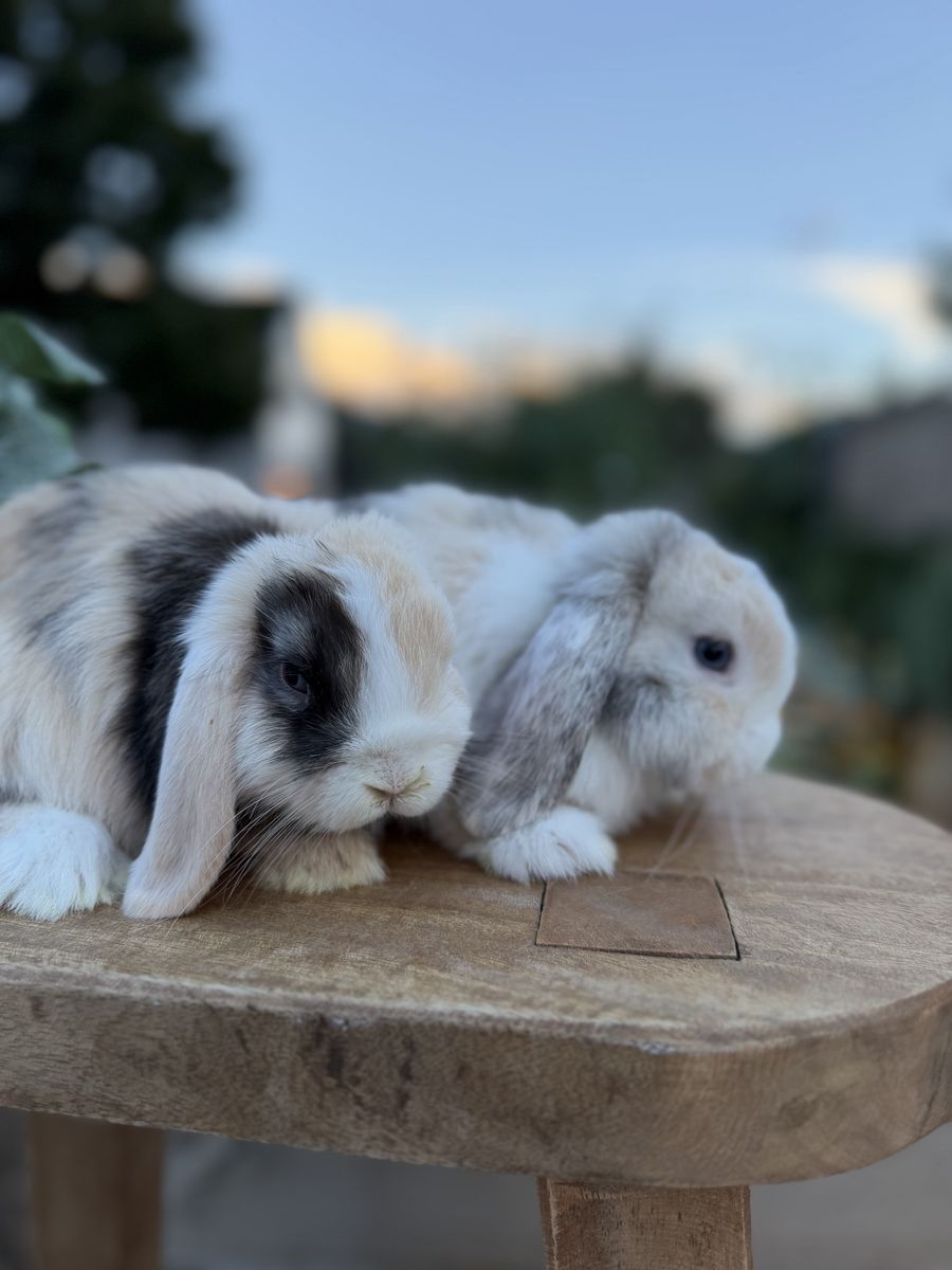 Baby Holland lop bunnies