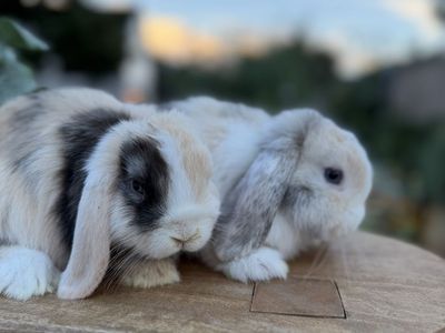 Baby Holland lop bunnies