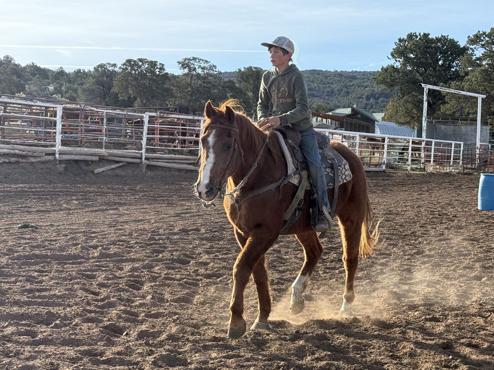 Very Nice Beginner Or kids Horse!