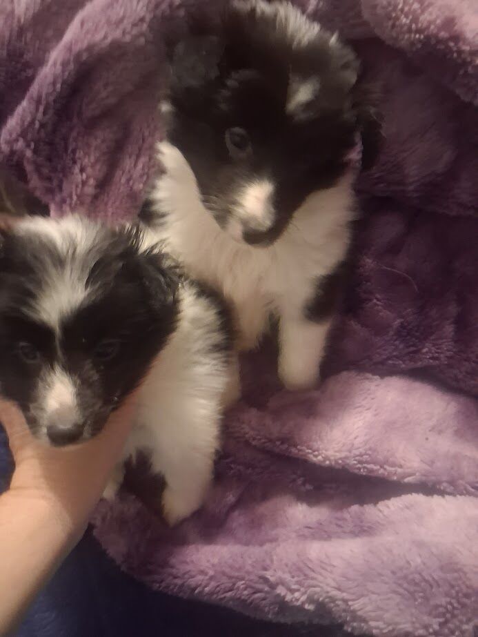 Sheltie Shetland sheepdog