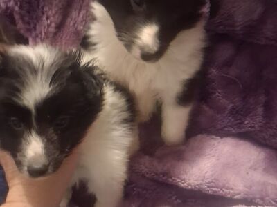 Sheltie Shetland sheepdog