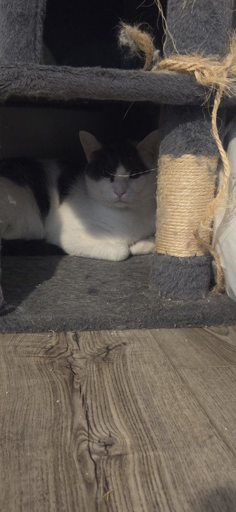 white and brown cat
