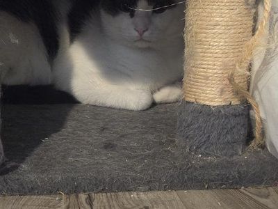white and brown cat