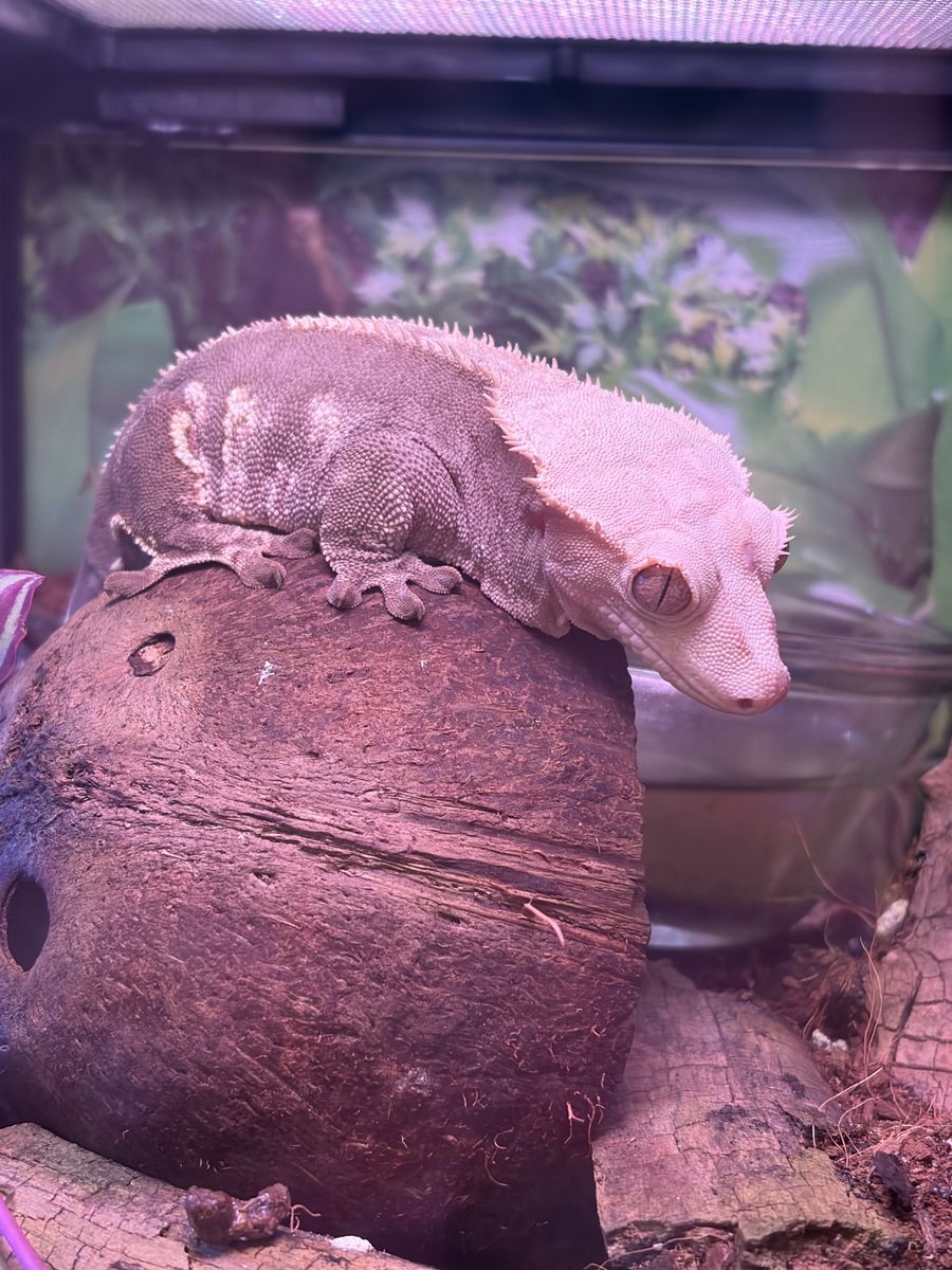 Crested Gecko and Terrarium
