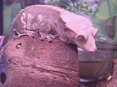 Crested Gecko and Terrarium
