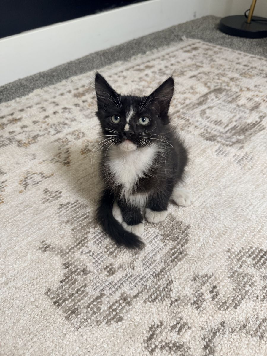 10 Week Old Kittens