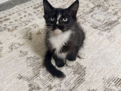 10 Week Old Kittens