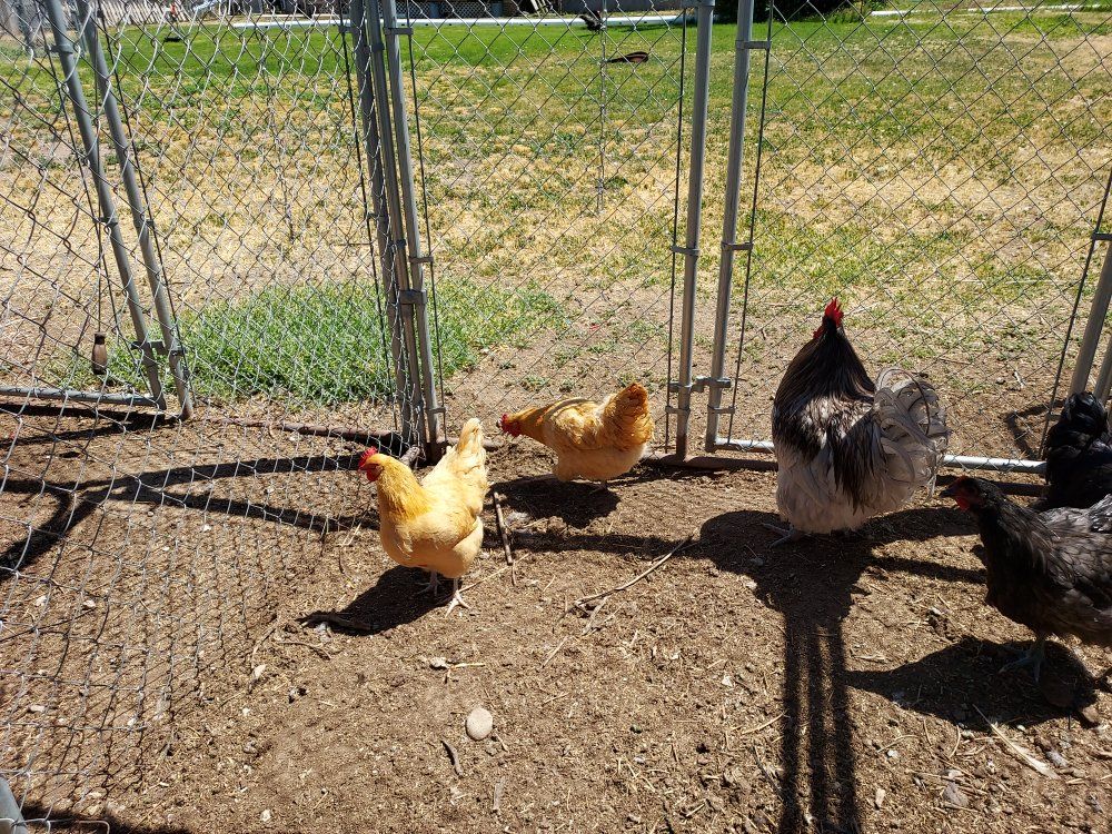 2 Buff English Orpington laying hens
