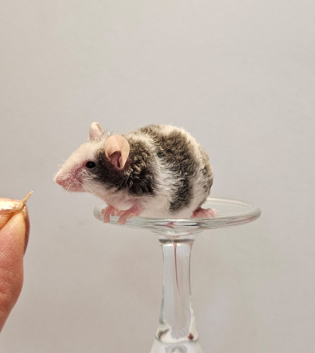 Baby Male Curly Mice