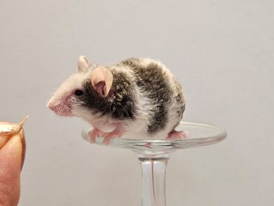 Baby Male Curly Mice