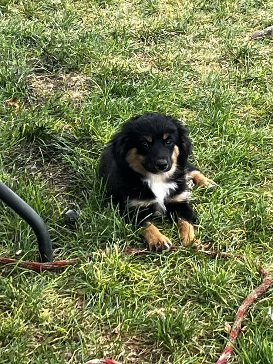 Adorable Tri-Color Puppy - mini / toy Aussie. Ready for a Loving Home!