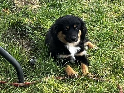 Adorable Tri-Color Puppy - mini / toy Aussie. Ready for a Loving Home!